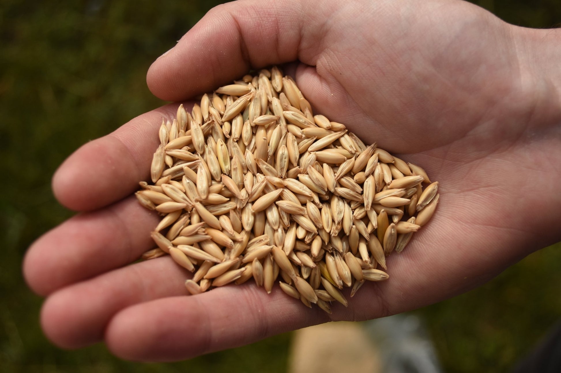Lincolnshire Oats - A Natural Supplement for Budgies & Parakeets - Haith's UK