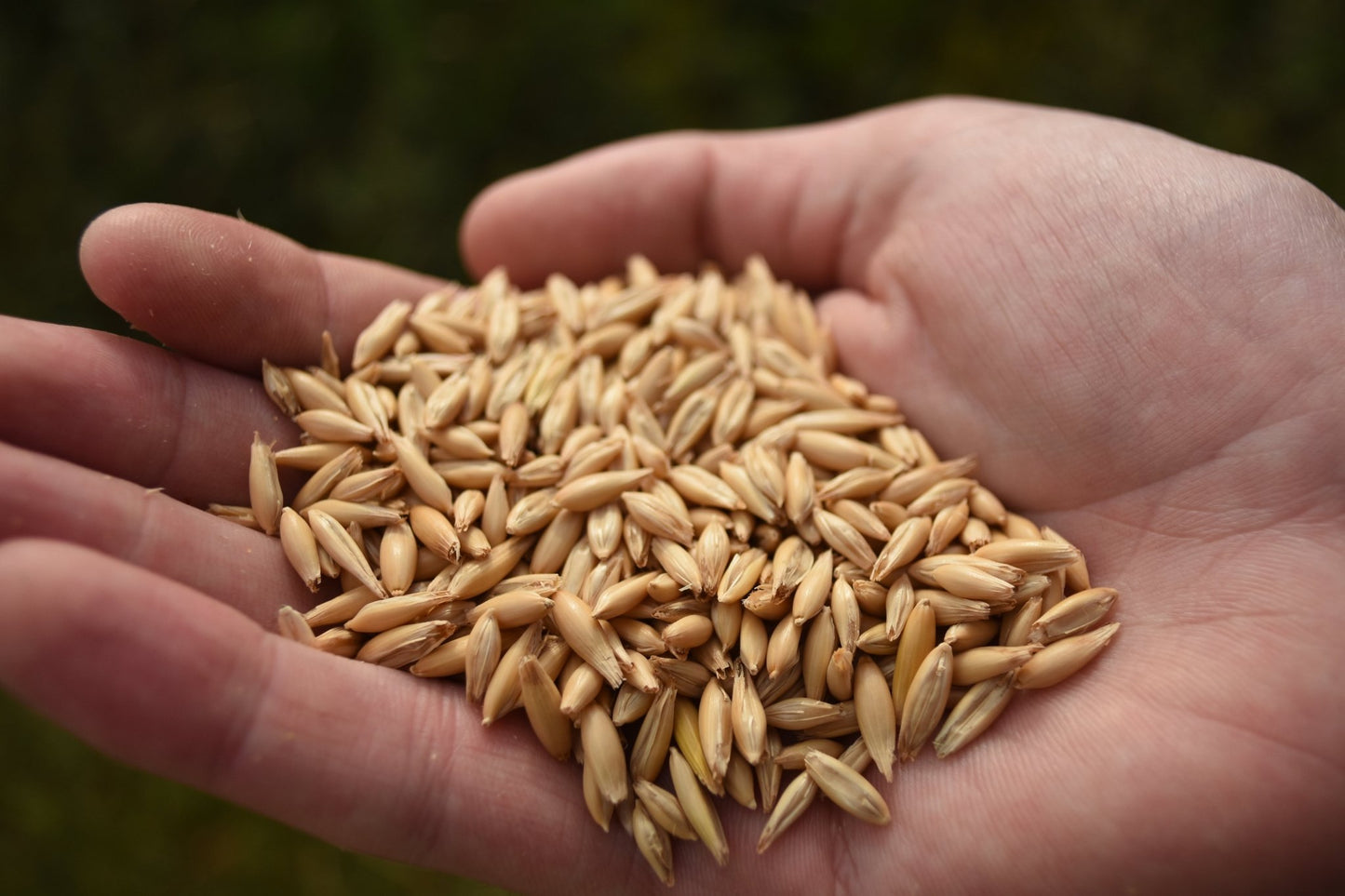 Lincolnshire Oats - A Natural Supplement for Budgies & Parakeets - Haith's UK