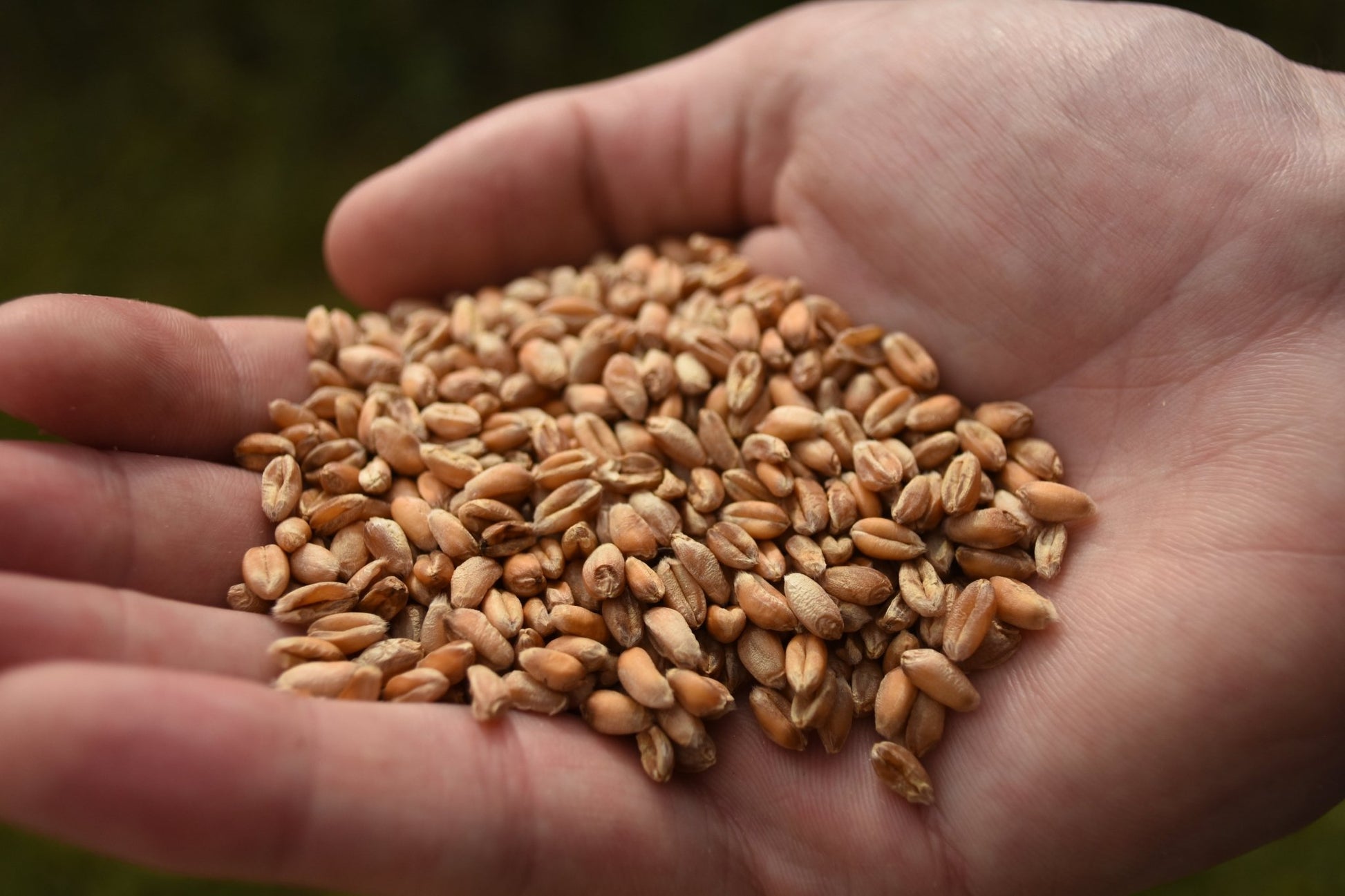 Lincolnshire Wheat - Farm to Haith's in 11 miles - Haith's UK