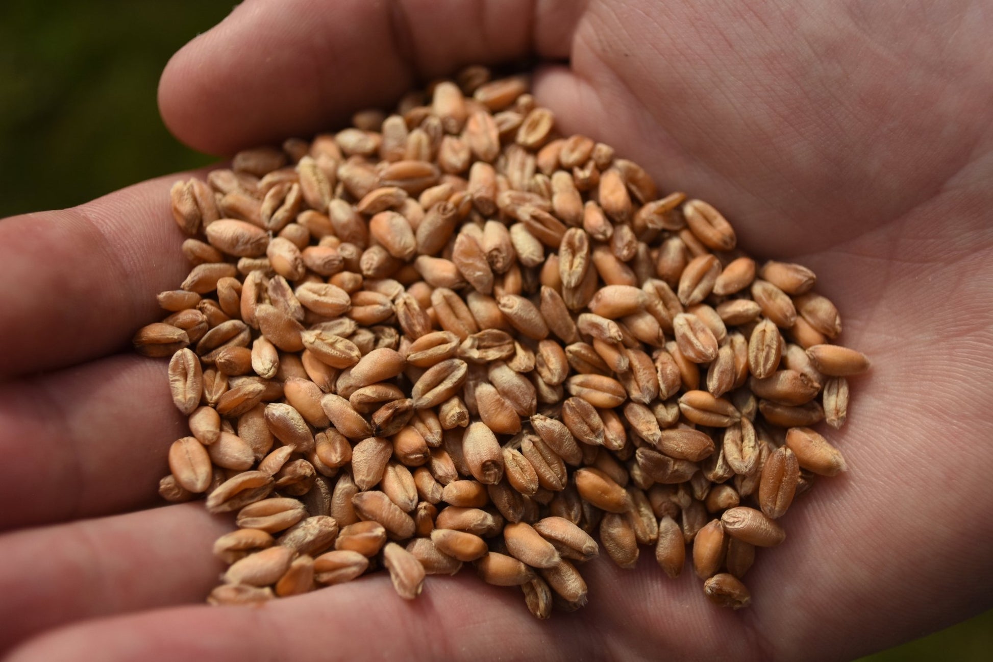 Lincolnshire Wheat - Farm to Haith's in 11 miles - Haith's UK