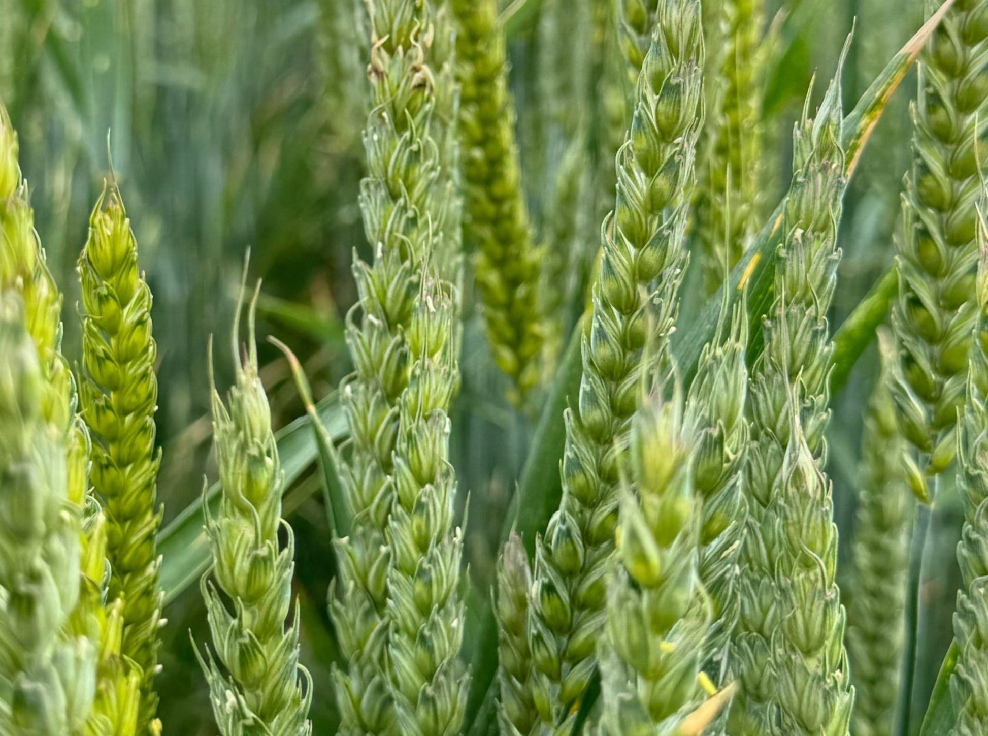 Lincolnshire Wheat - Farm to Haith's in 11 miles - Haith's UK