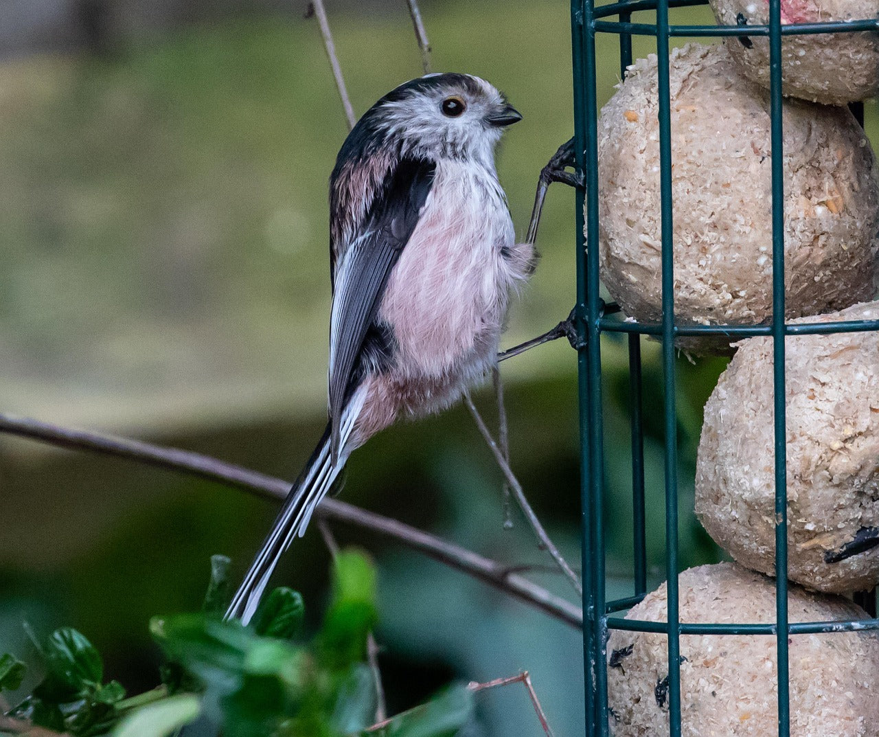 Long tailed tit on a small fat ball holder
