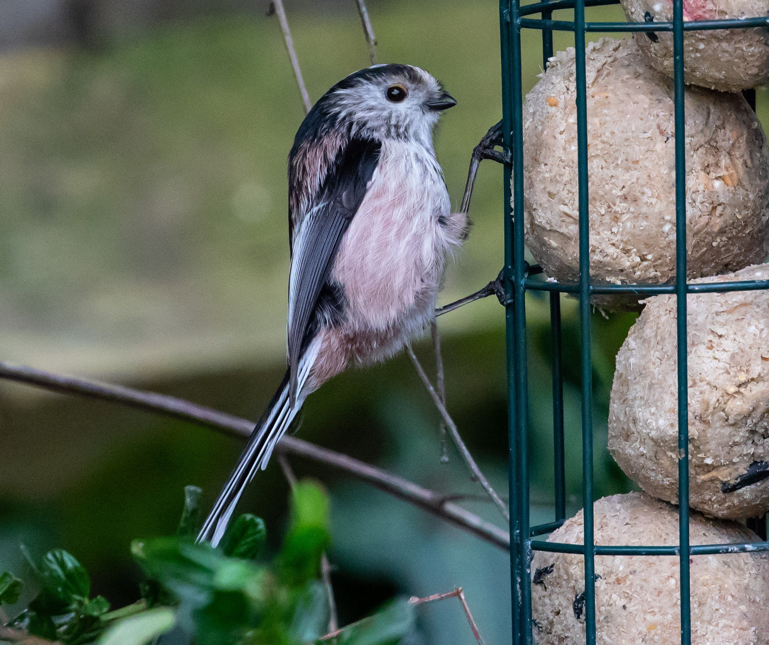 Long-tailed tit on fat ball bird feeder