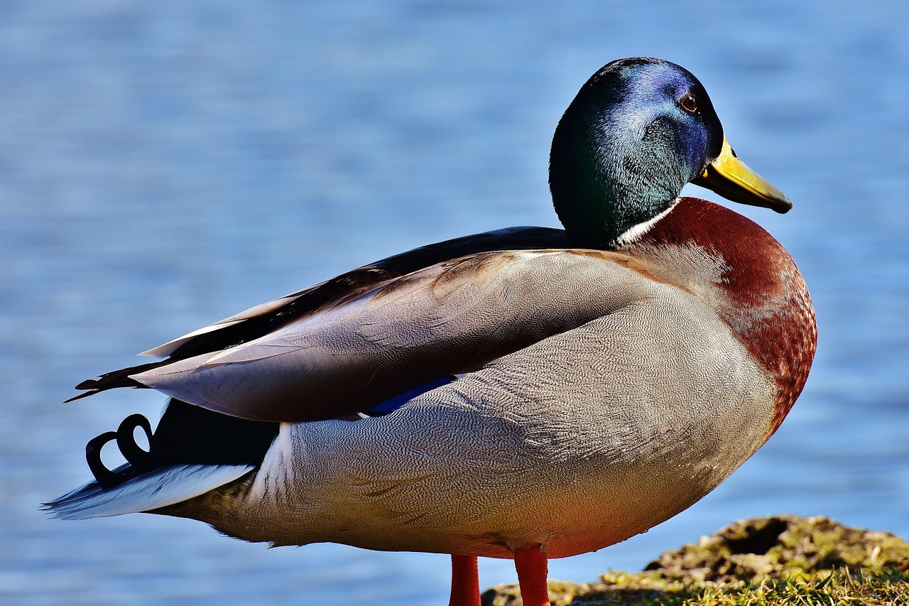 Duck standing on a rock with water in the background