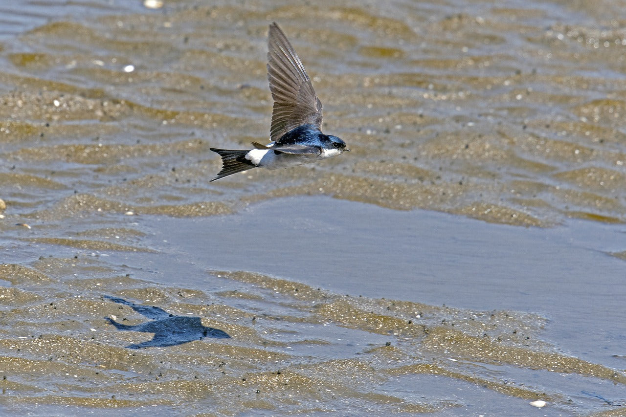 House Martin flying low over the sand