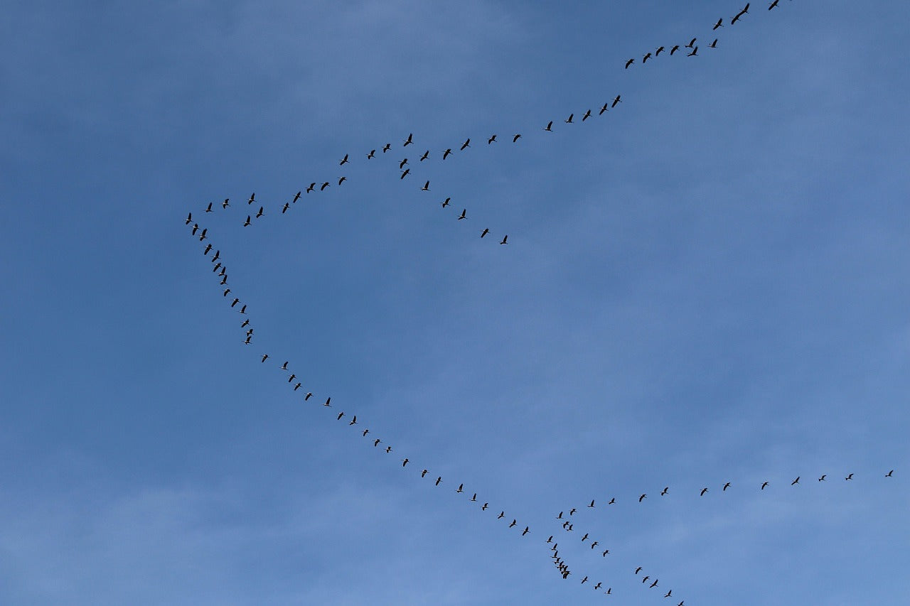 Flock of birds flying in a V-formation against a blue sky