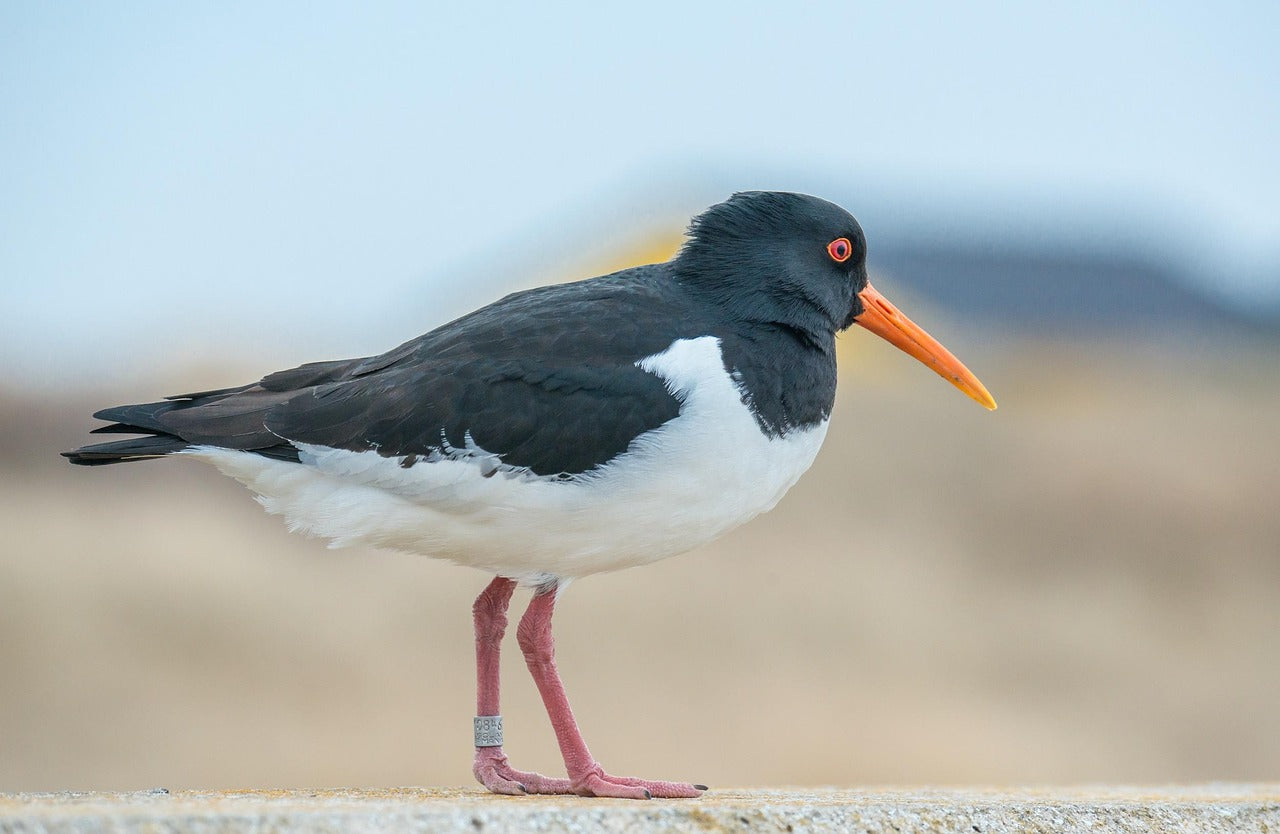 oystercatcher on a sea wall