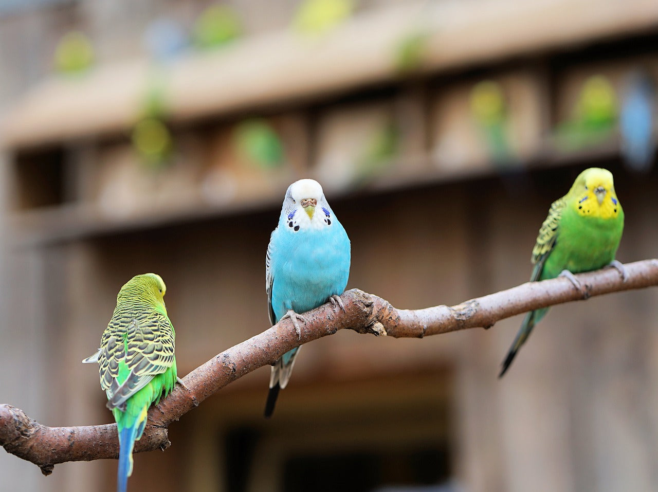 Group of colourful budgies on a branch.