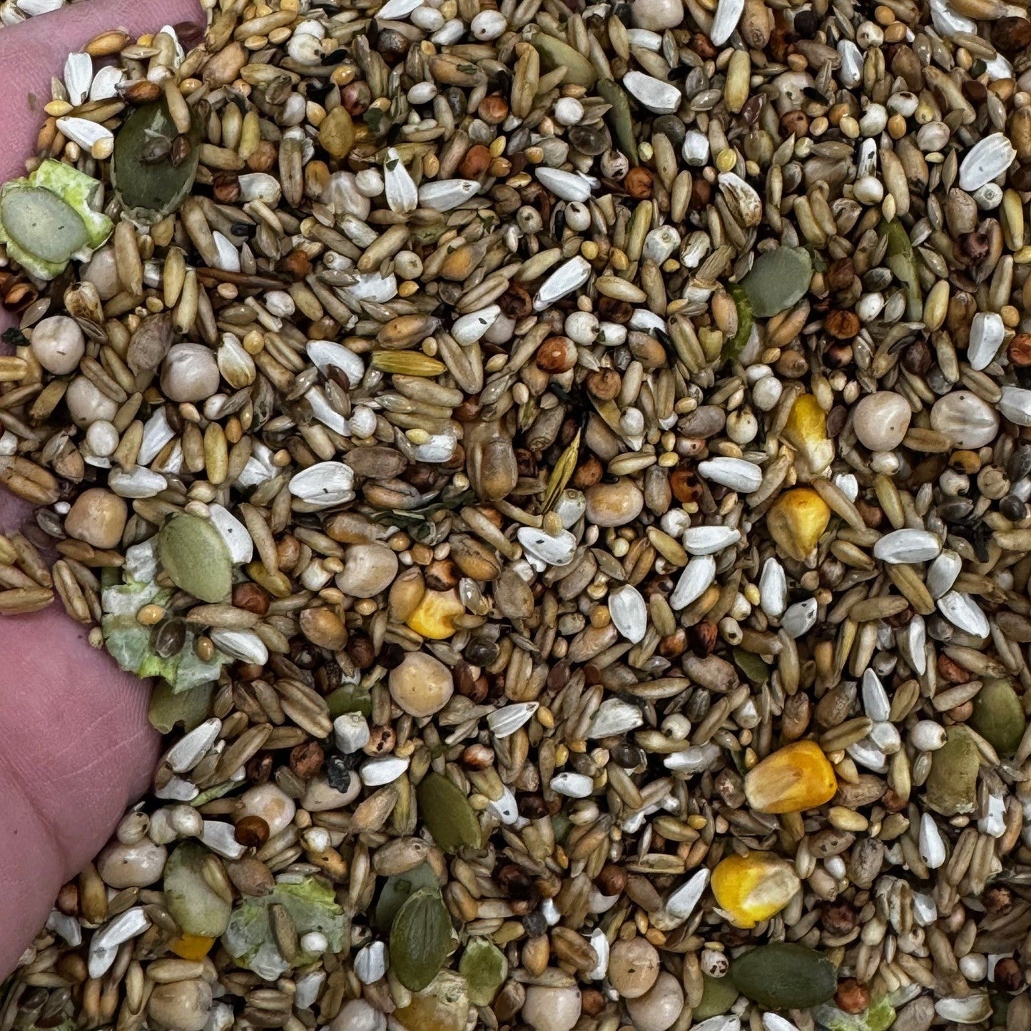 Parrot - Like Tonic Seed - Haith's UK