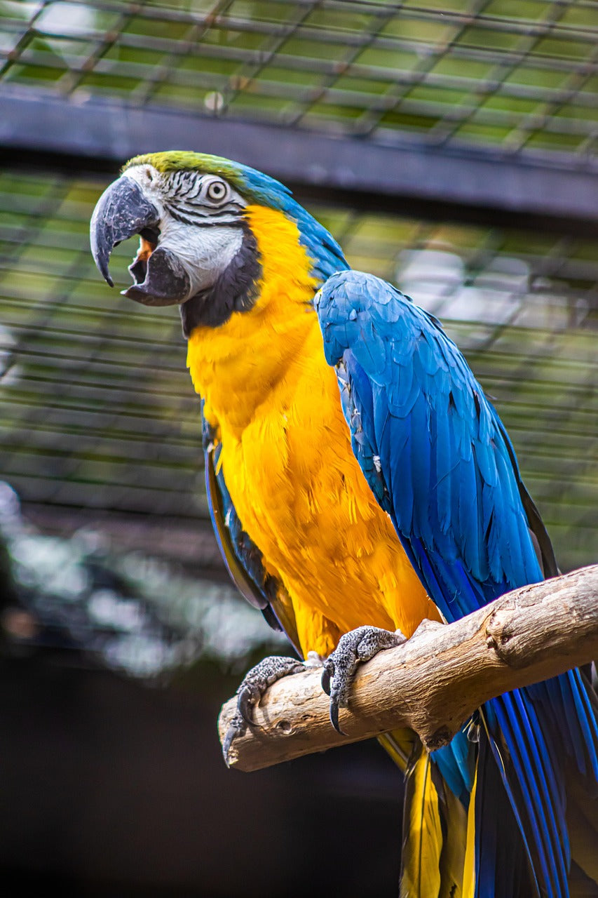 Blue and yellow parrot perched on a branch with a blurred background