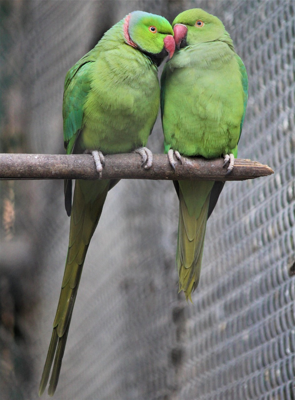 two green parrot type birds on a wooden perch