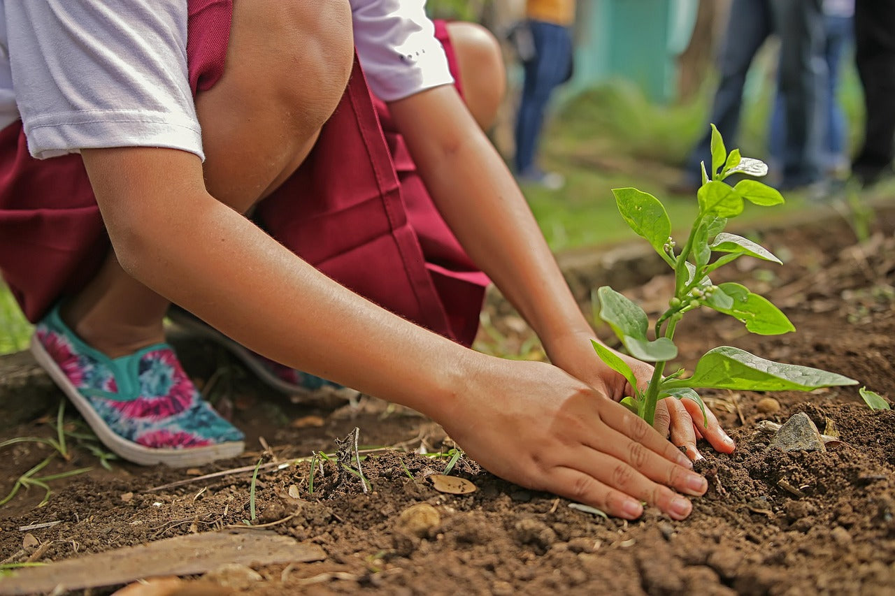 girl planting a tree