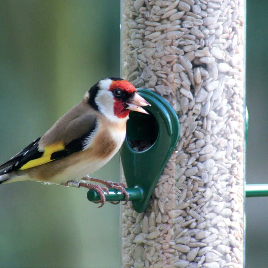 Goldfinch perched on a seed feeder.
