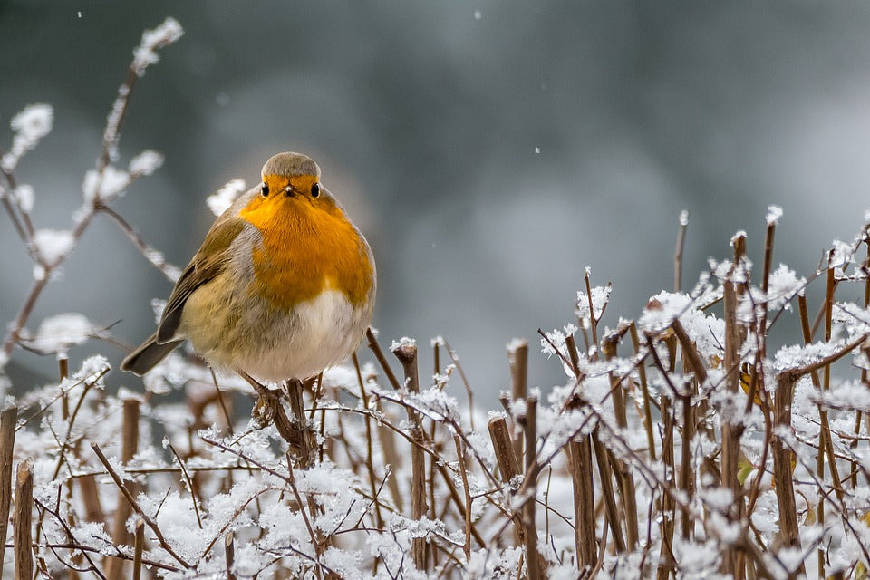 A Robin stood on a hedgerow with frost and snow in gently falling.
