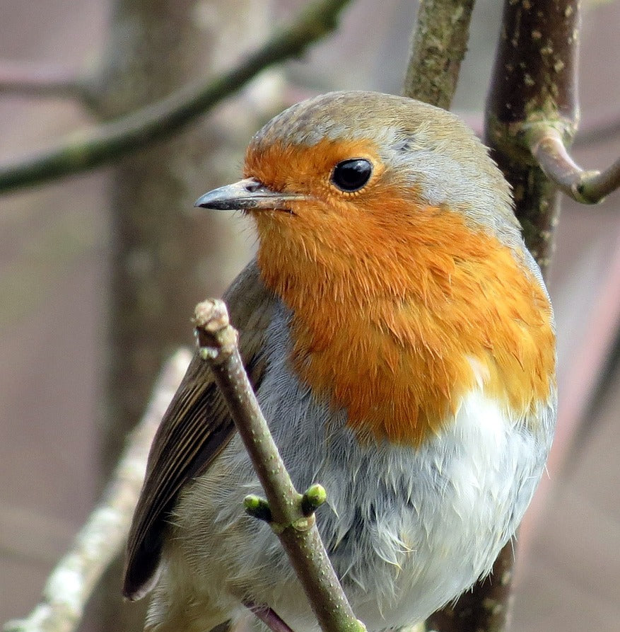 robin sat on a branch