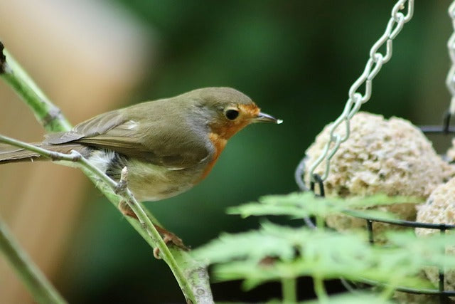 Robin eating a suet ball