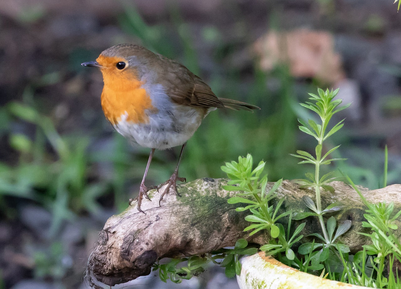 Robin sat on a branch