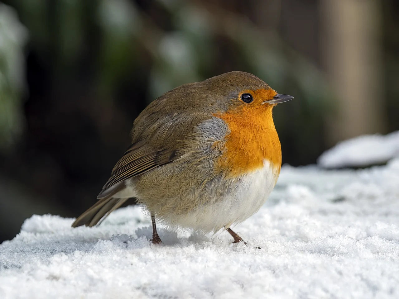 Plump robin in snow.