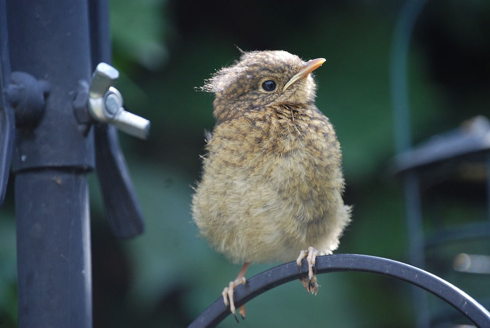 fledgling sat on a bird station arm