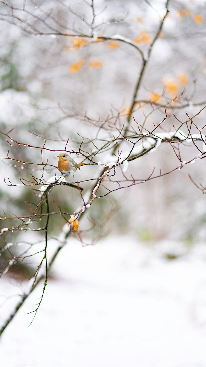 Robin perched on a branch with orange berries in a snowy landscape