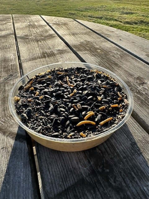 Seed & Mealworm cookie in a plastic container on a garden table