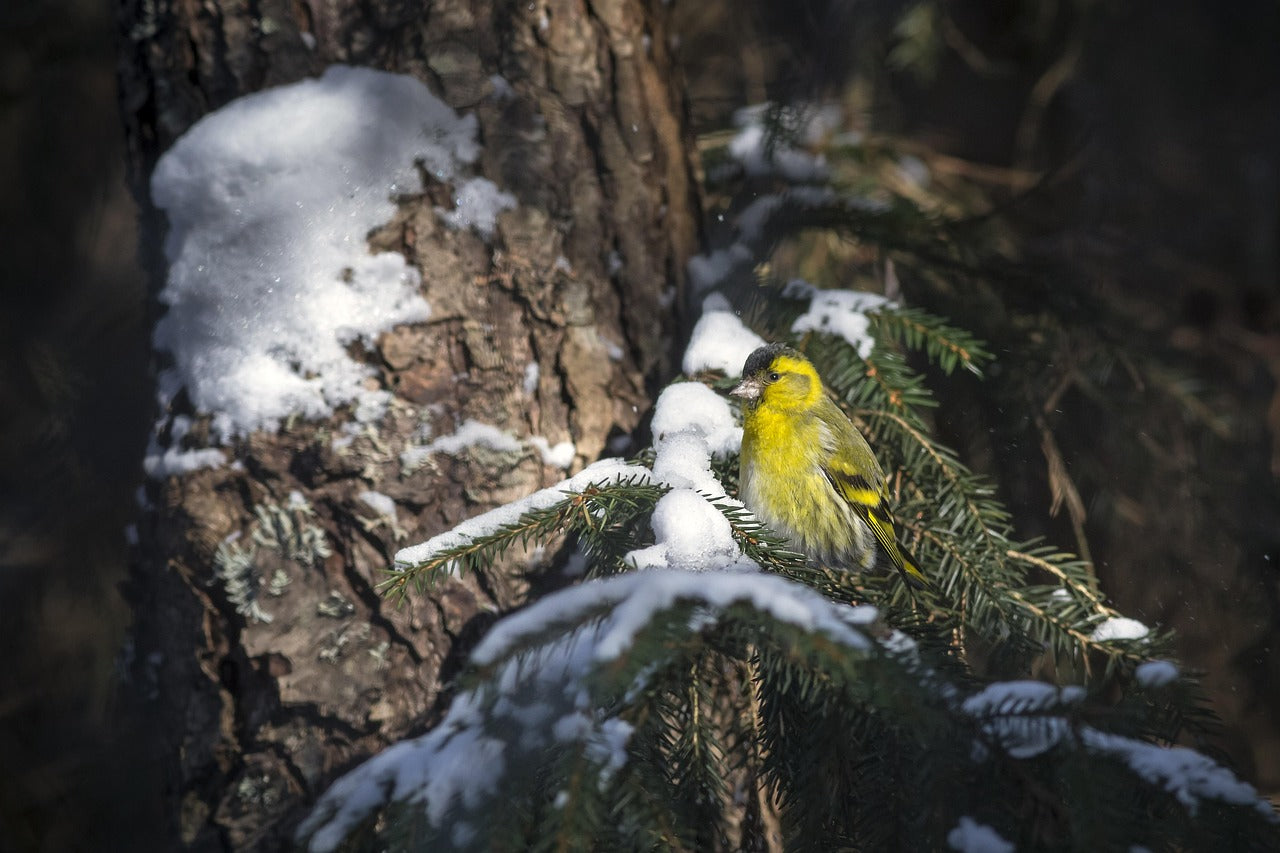 Yellow bird perched on a snow-covered branch with a tree trunk in the background