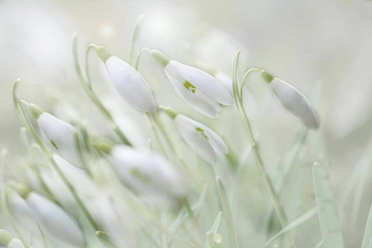 snowdrops