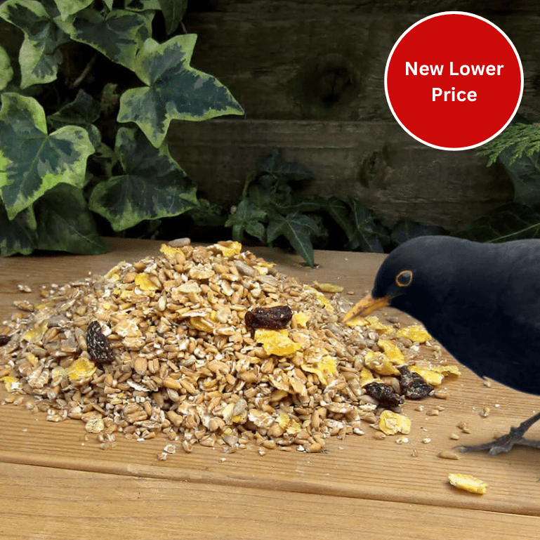 What Can I Feed Wild Birds in Thailand: Top Nutritious Choices