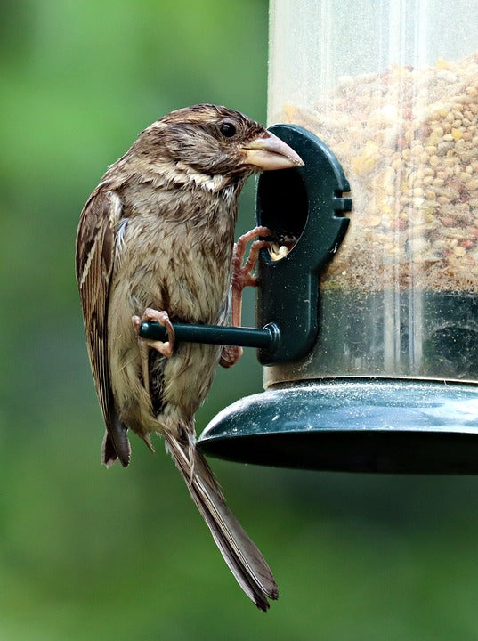 Sparrow on a bird feeder