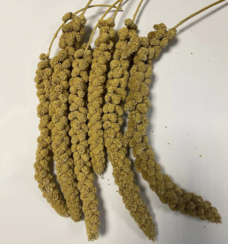 spray millet