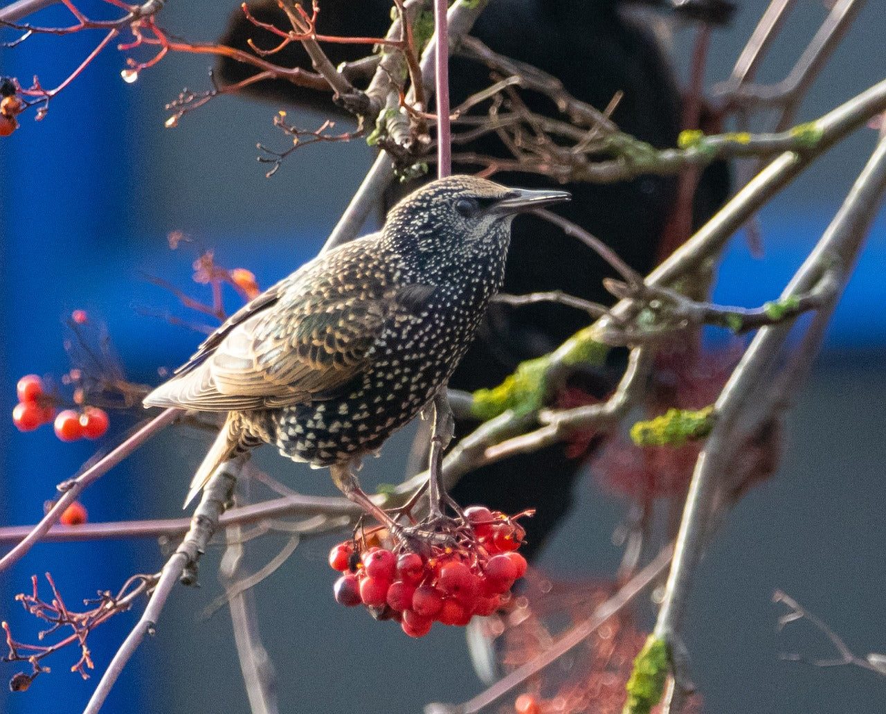 Bird perched on a branch with red berries against a blue background