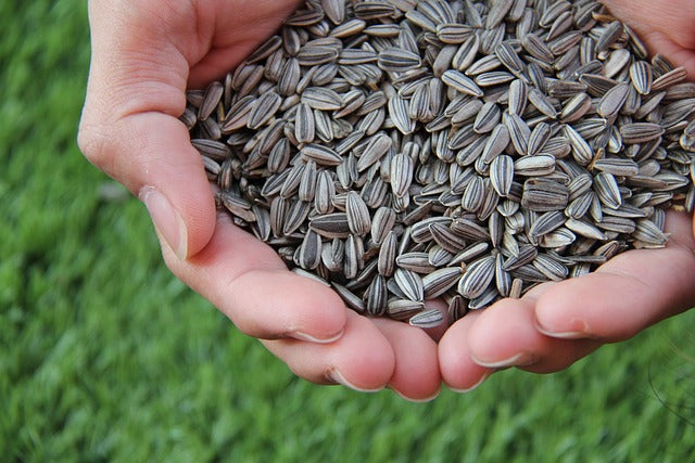 hand holding sunflower seeds
