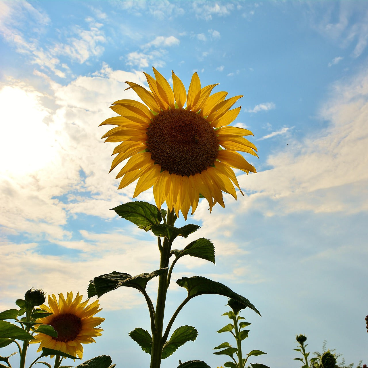Sunflower against a blue sky with scattered clouds