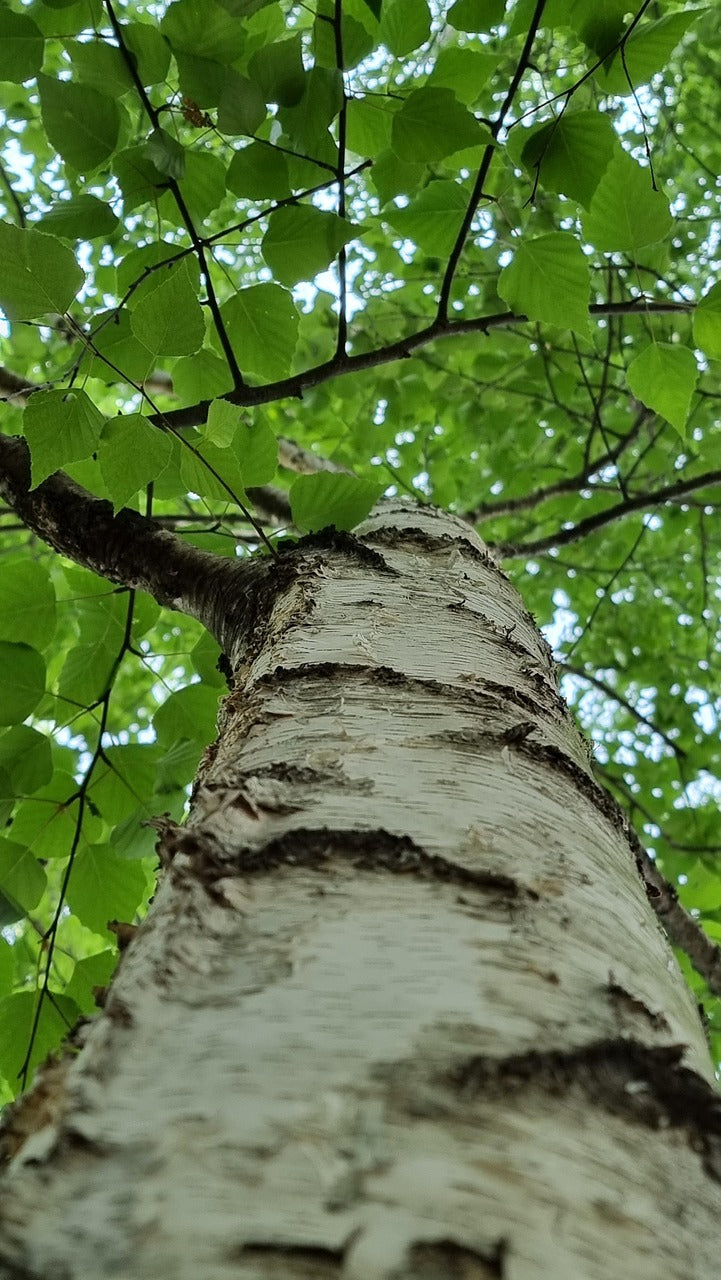 birch tree and bark