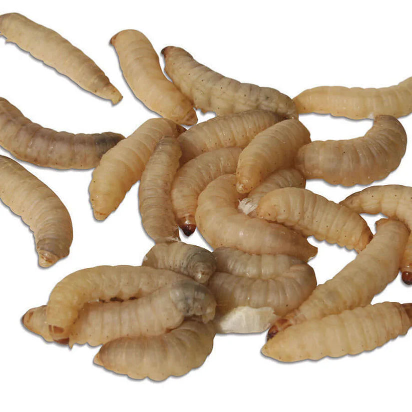 A pile of pale beige larvae or worms on a plain white background.