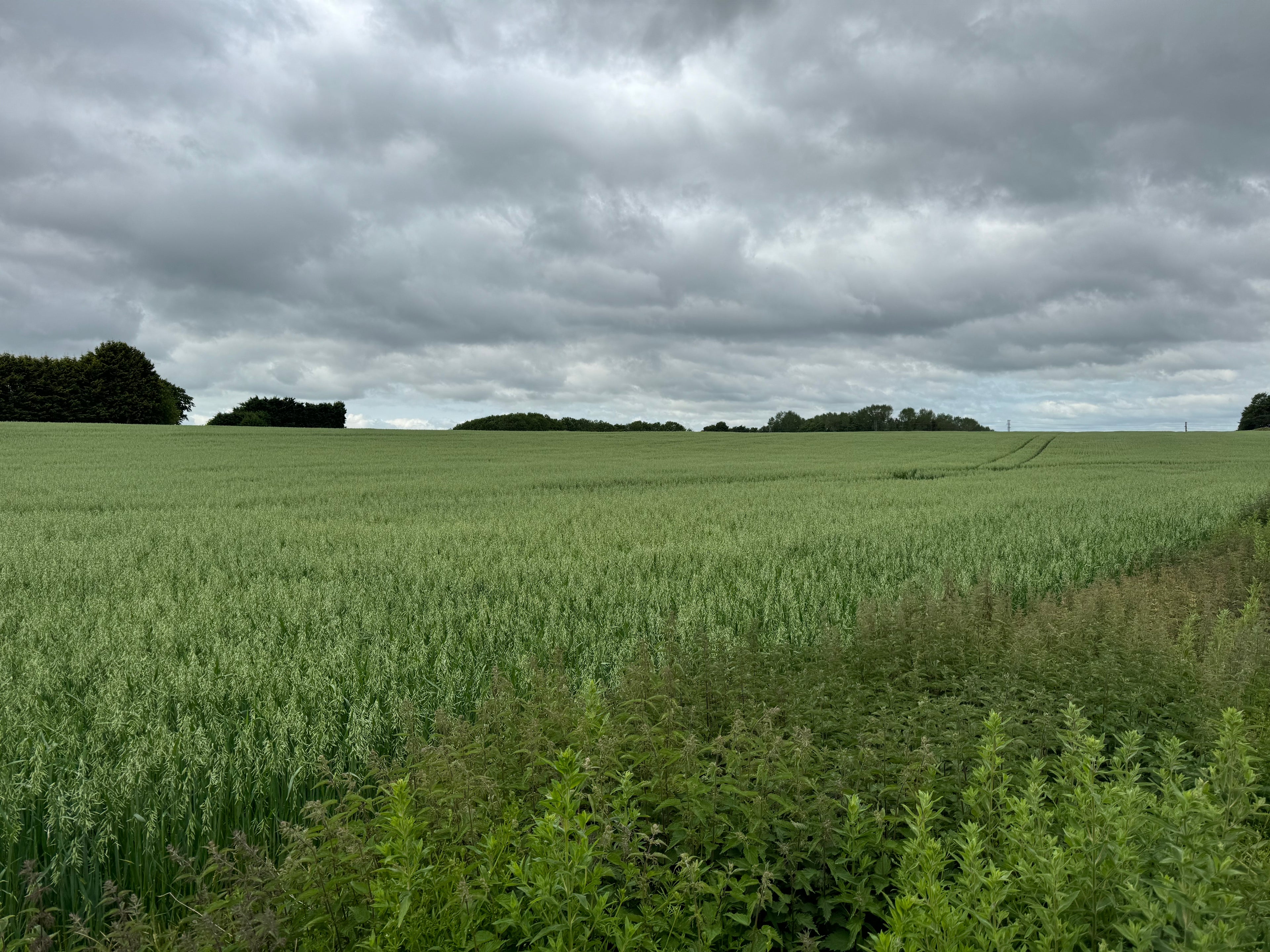Field of Lincolnshire wheat