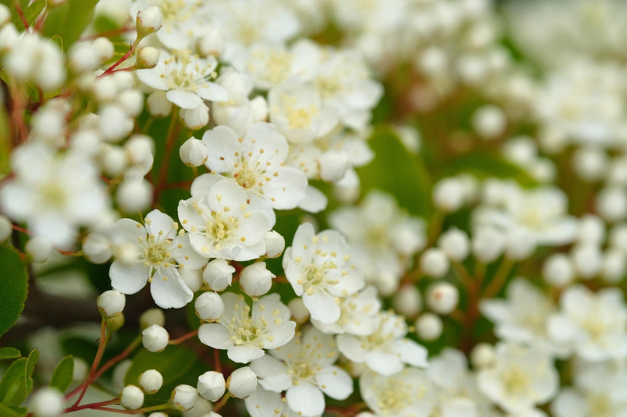 white blossom