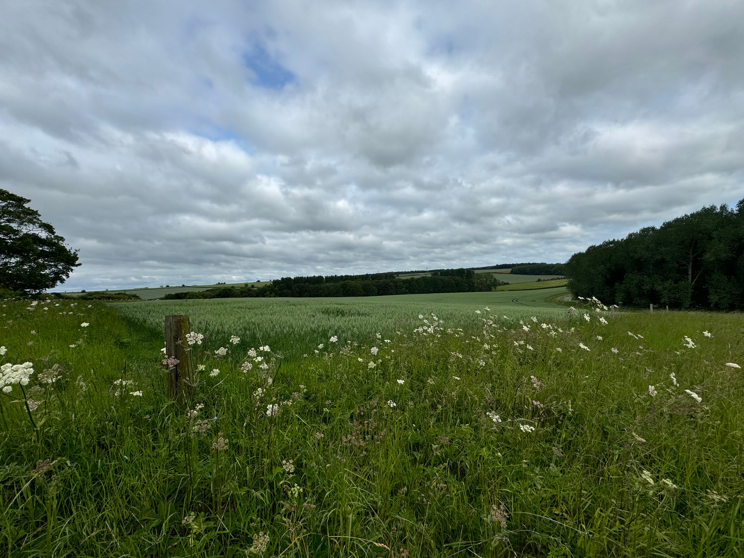 wildflower meadow on farm in Lincolnshire Wolds