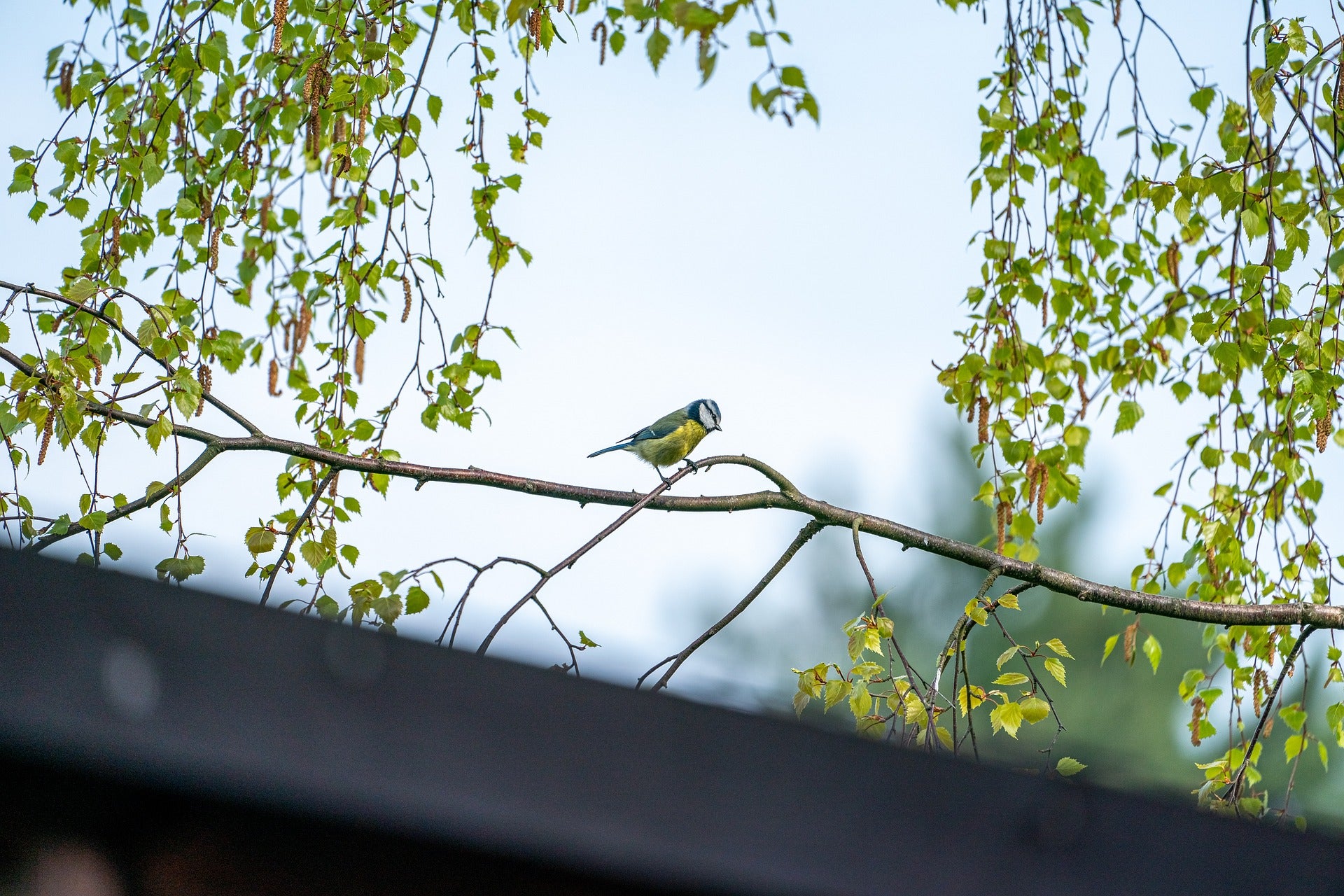 Blue tit perched on a tree branch with greenery.
