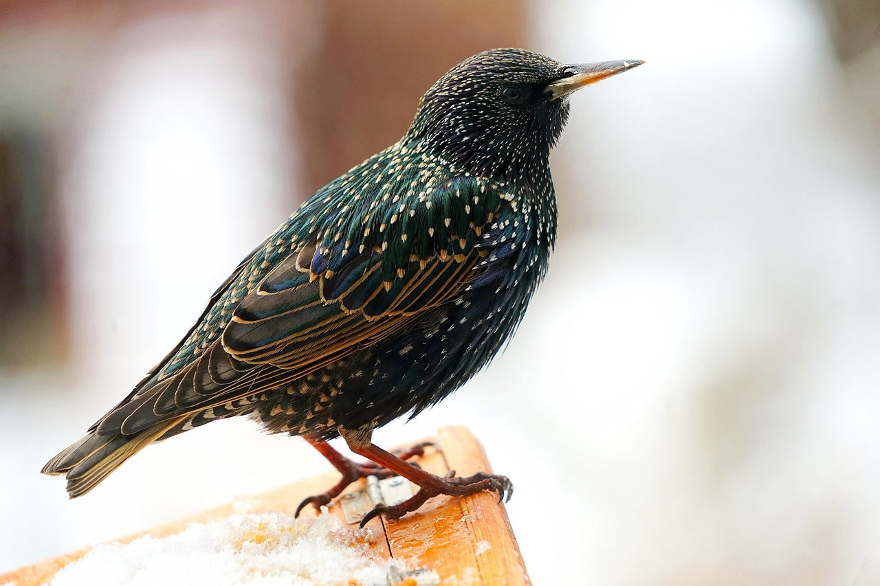 starling sat on a wooden table