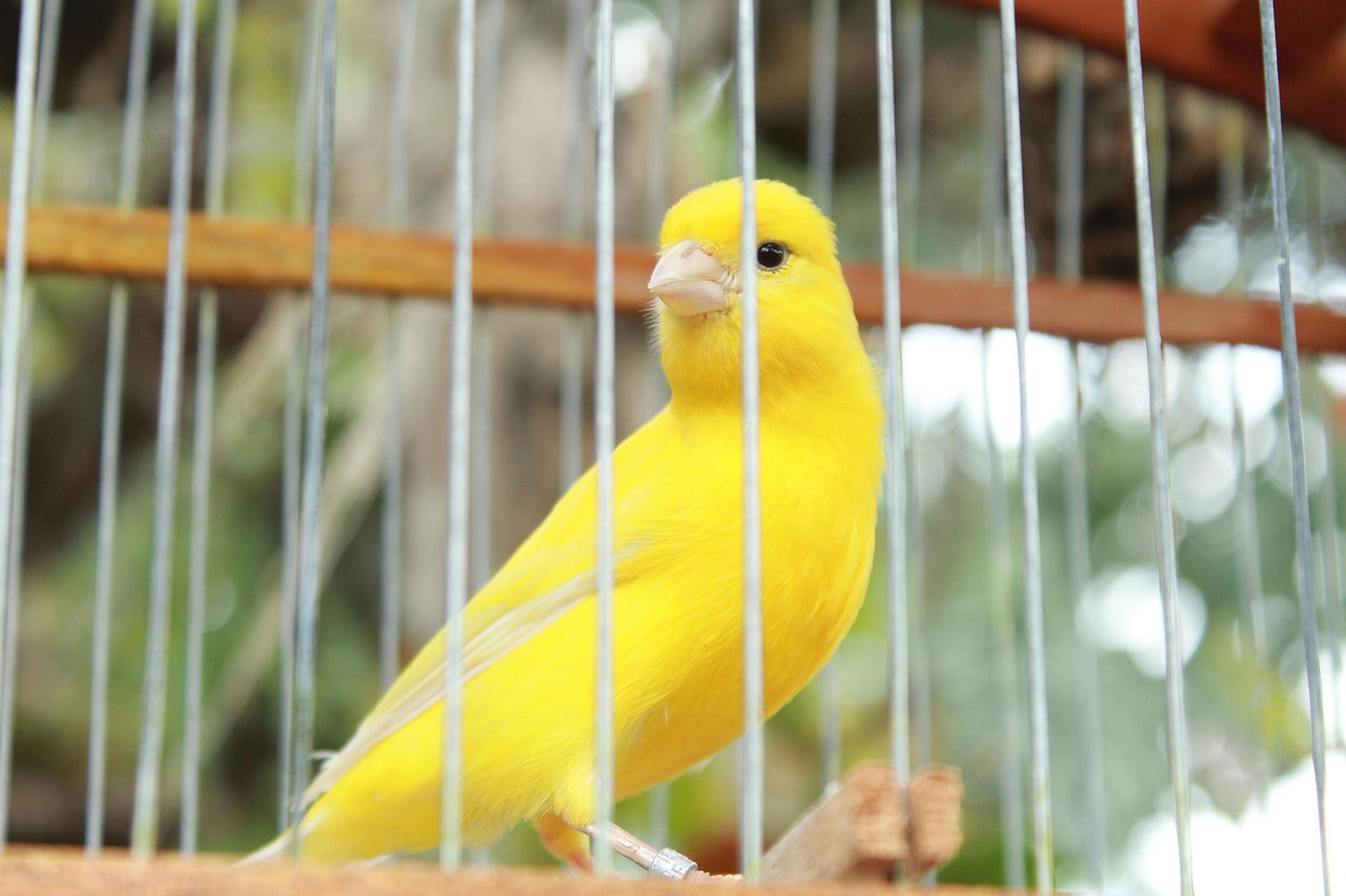 yellow canary sat in an aviary