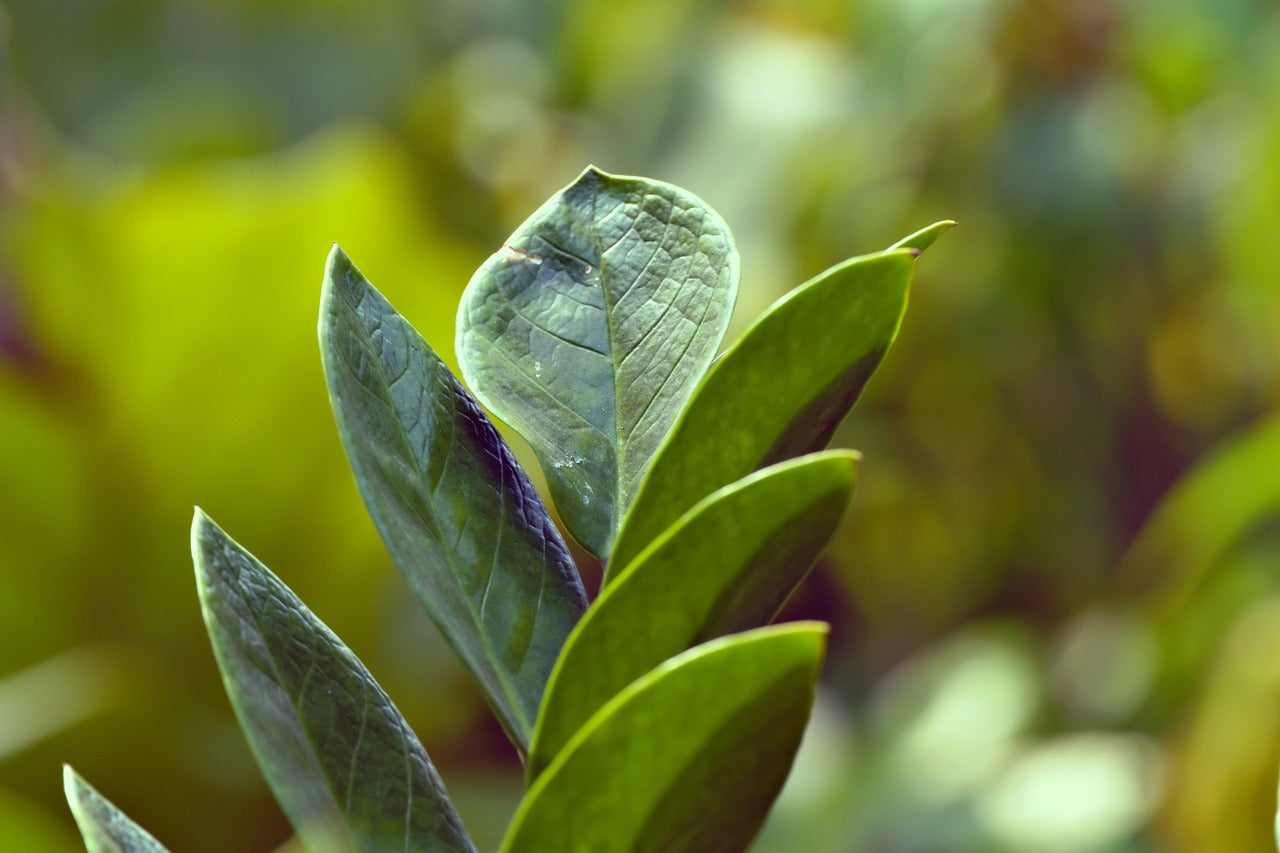 ZZ plant
