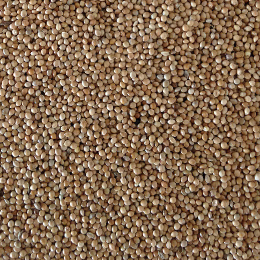 Haith's Yellow Millet, small seeds with a great source of vitamin B for cage birds. 