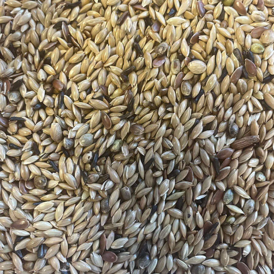 SuperClean™ Canary Seed