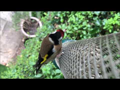 Video of Goldfinches eating Sunflower Hearts from a mesh feeder.