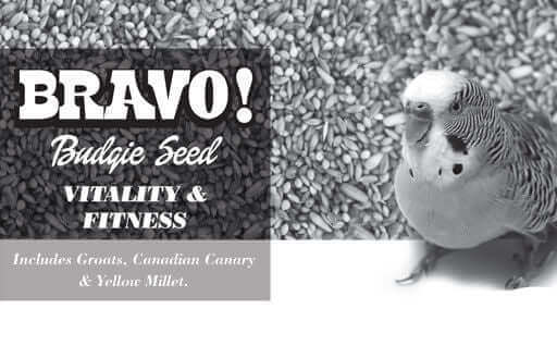 Bravo Budgie Mix super-clean and big with bird breeders.