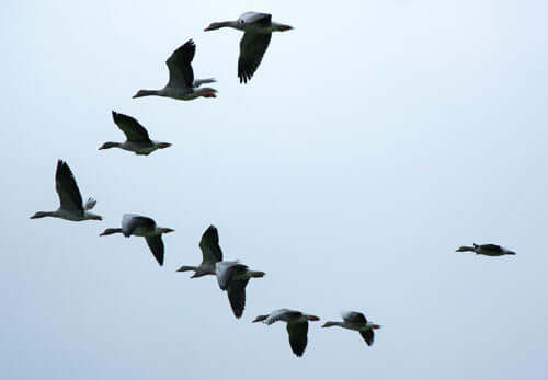 The Secret of a Starling Spectacle