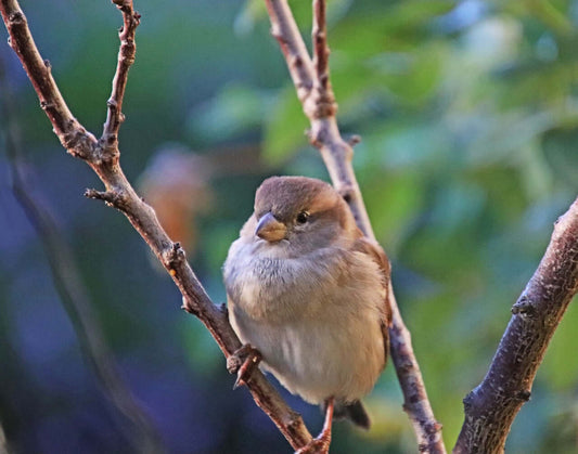 Nurturing garden birds in November