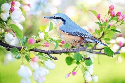 Image of a nuthatch sat in a tree surrounded by flowers