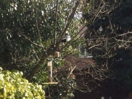 Spring has sprung in gardens across the UK